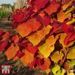 Cercis 'Eternal Flame' -Greenworld Zone cersi