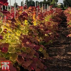 Cercis 'Eternal Flame' -Greenworld Zone cersi2