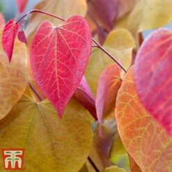 Cercis 'Eternal Flame' -Greenworld Zone cersi4