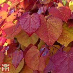 Cercis 'Eternal Flame' -Greenworld Zone cersi5