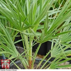 Chamaerops Humilis -Greenworld Zone chaM T47762 C1