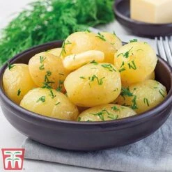 Potato 'T&M Favourites Collection' -Greenworld Zone charl1