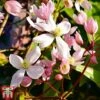 Clematis Armandii 'Apple Blossom'