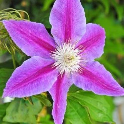Clematis Large Flowered Trio 6 Clematis Large Flowered Trio -Greenworld Zone clem coll C