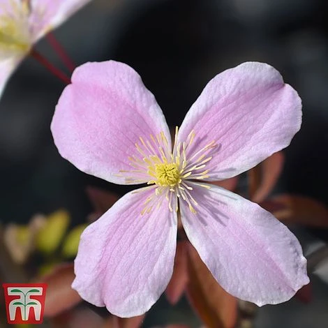 Clematis Montana 'Fragrant Springs' 1 Clematis Montana 'Fragrant Springs'