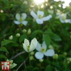Clematis Montana 'Grandiflora' -Greenworld Zone clem mont