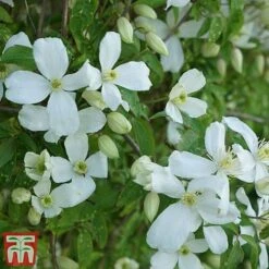 Clematis Montana 'Grandiflora' -Greenworld Zone clem mont2