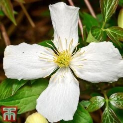 Clematis Montana 'Grandiflora' -Greenworld Zone clem mont4