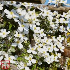 Clematis Montana 'Grandiflora' -Greenworld Zone clem mont5