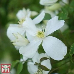 Clematis Montana 'Grandiflora' -Greenworld Zone clem mont6