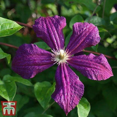 Clematis Viticella 'Polish Spirit' 1 Clematis Viticella 'Polish Spirit'