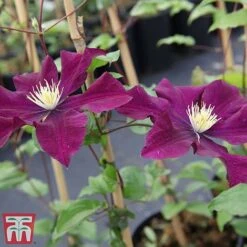 Clematis 'Warszawska Nike' -Greenworld Zone clem wars3