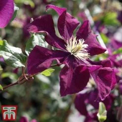 Clematis 'Warszawska Nike' -Greenworld Zone clem wars4