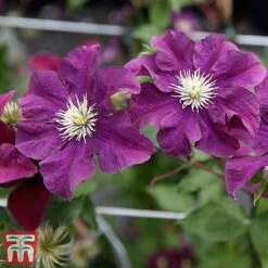 Clematis 'Warszawska Nike' -Greenworld Zone clem wars6