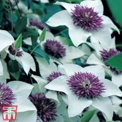 Clematis Florida 'Sieboldii' -Greenworld Zone clem1