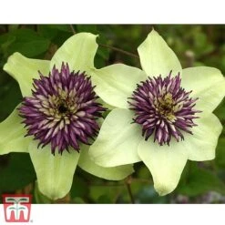 Clematis Florida 'Sieboldii' -Greenworld Zone clemat