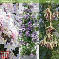 Clematis All Season Climbing Collection