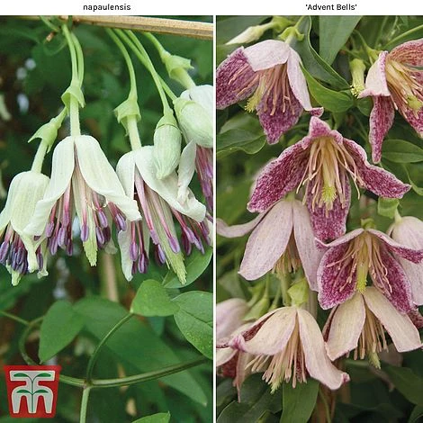 Clematis Duo Collection 1 Clematis Duo Collection