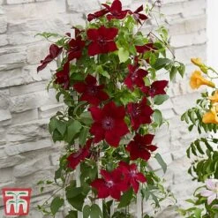 Clematis Patio Collection 12 Clematis Patio Collection -Greenworld Zone clematis3