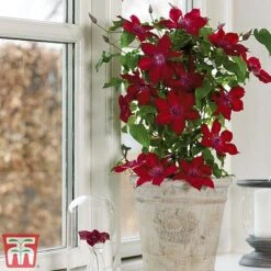 Clematis Patio Collection 15 Clematis Patio Collection -Greenworld Zone clematis5