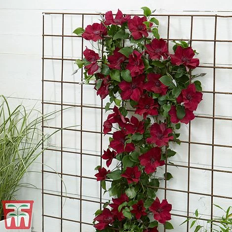 Clematis Patio Collection 7 Clematis Patio Collection - Image 7