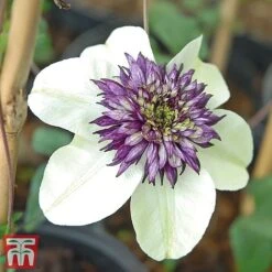 Clematis Florida 'Sieboldii' -Greenworld Zone clems
