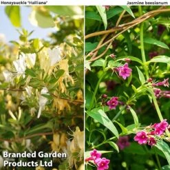 Honeybee Climber Duo