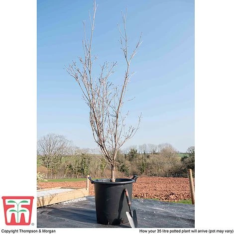 Cornus 'Milky Way' 2 Cornus 'Milky Way' - Image 2