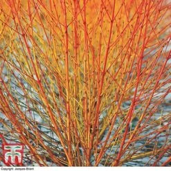 Cornus Sanguinea 'Winter Beauty'