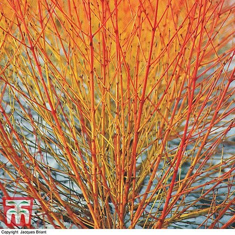 Cornus Sanguinea 'Winter Beauty' 1 Cornus Sanguinea 'Winter Beauty'