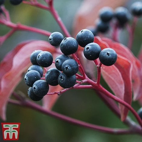 Cornus Sanguinea 'Winter Beauty' 5 Cornus Sanguinea 'Winter Beauty' - Image 5