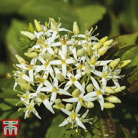 Cornus Sanguinea 'Winter Beauty' 4 Cornus Sanguinea 'Winter Beauty' - Image 4