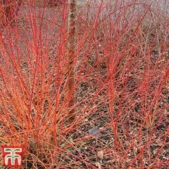 Cornus Sanguinea 'Winter Beauty' 11 Cornus Sanguinea 'Winter Beauty' -Greenworld Zone corn wint4