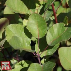 Cotinus Coggygria -Greenworld Zone cotti
