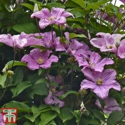 Clematis 'Comtesse De Bouchaud' -Greenworld Zone countess