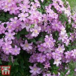 Clematis 'Comtesse De Bouchaud' -Greenworld Zone countessa