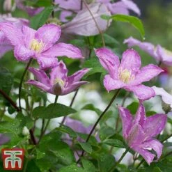 Clematis 'Comtesse De Bouchaud' -Greenworld Zone coutne