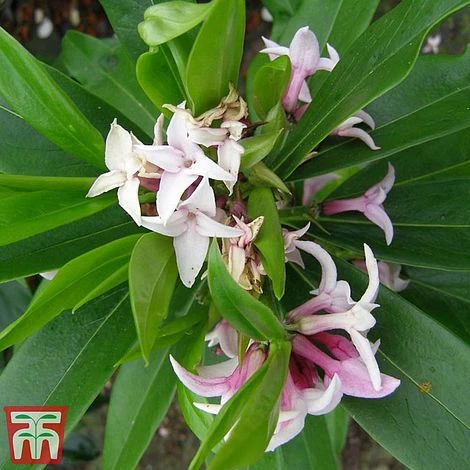 Daphne 'Perfume Princess' 4 Daphne 'Perfume Princess' - Image 4