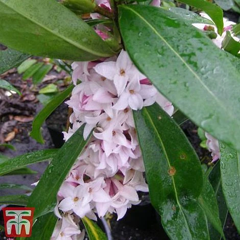 Daphne 'Perfume Princess' 2 Daphne 'Perfume Princess' - Image 2