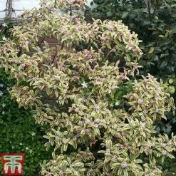 Daphne Odora 'Rebecca' 5 Daphne Odora 'Rebecca' -Greenworld Zone daphne rebecca 2