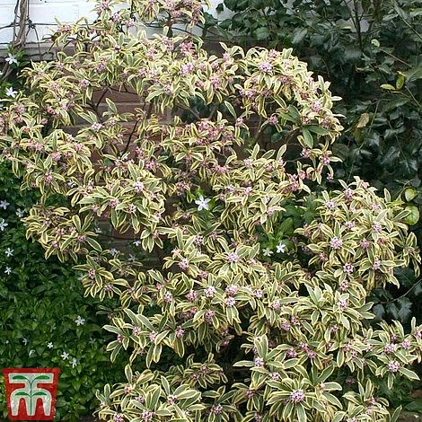 Daphne Odora 'Rebecca' 3 Daphne Odora 'Rebecca' - Image 3