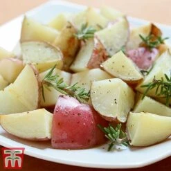 Potato 'T&M Favourites Collection' -Greenworld Zone desir1