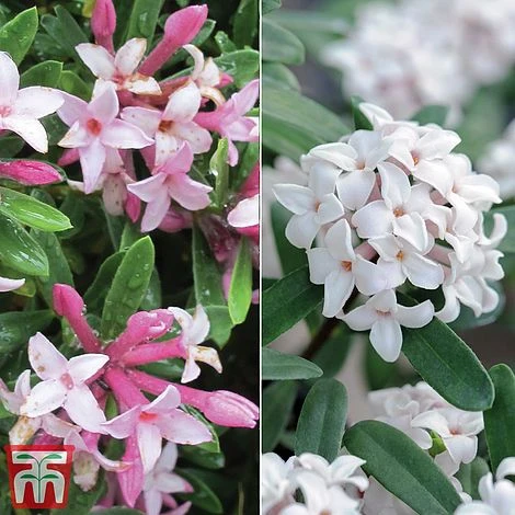 Daphne Fragrance Duo 1 Daphne Fragrance Duo