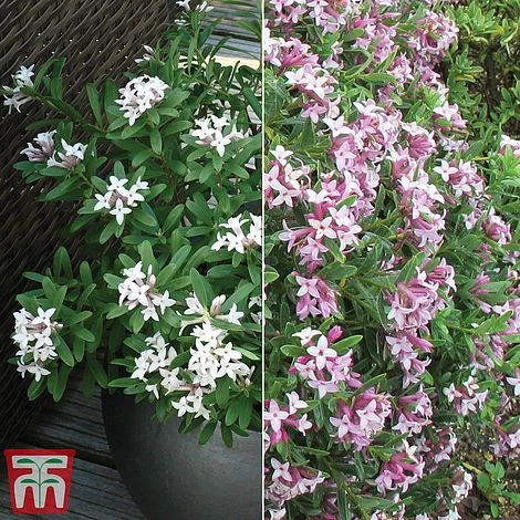 Daphne Fragrance Duo 2 Daphne Fragrance Duo - Image 2