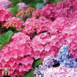 Hydrangea Macrophylla 'Early Pink' -Greenworld Zone early pink2