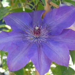 Clematis Edda™ Evipo074 5 Clematis Edda™ Evipo074 -Greenworld Zone edda2