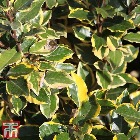 Elaeagnus X Ebbingei 'Viveleg' 1 Elaeagnus X Ebbingei 'Viveleg'