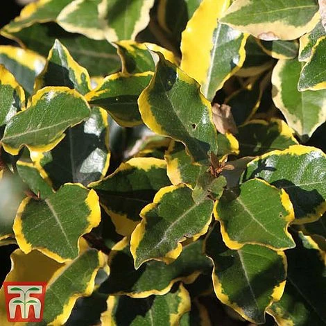 Elaeagnus X Ebbingei 'Viveleg' 2 Elaeagnus X Ebbingei 'Viveleg' - Image 2