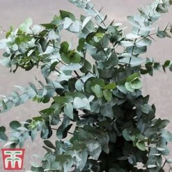 Eucalyptus Gunnii (Standard) -Greenworld Zone euc gu