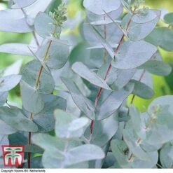 Eucalyptus Gunnii (Standard) -Greenworld Zone euc gun